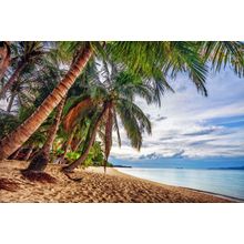 Leaning Palm Trees Wall Mural