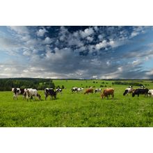 Cows Grazing In A Meadow Wall Mural