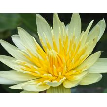 Blooming Yellow Lotus Wall Mural