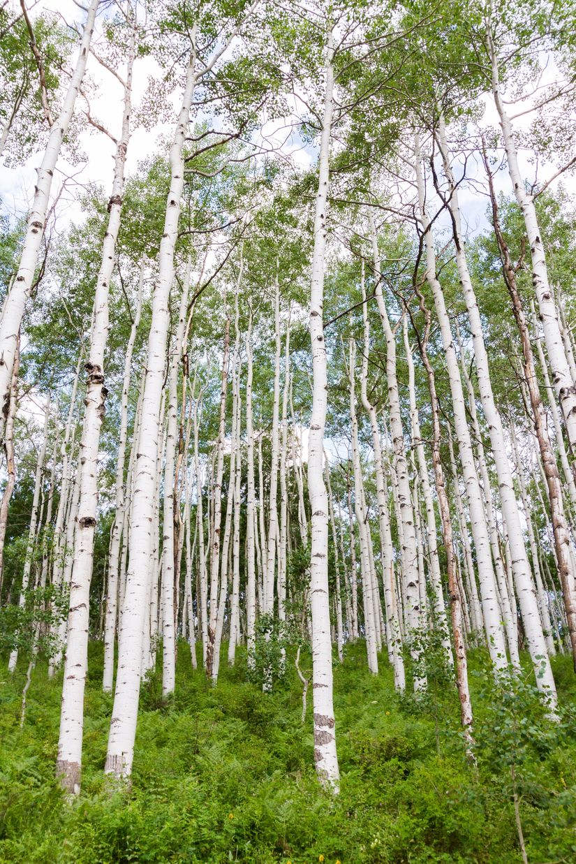 Aspen Forest Wall Mural | Tall Aspen Trees in Woods - Murals Your Way