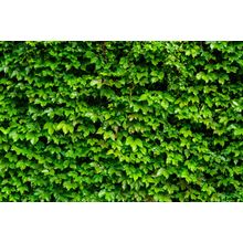 Wall Of Ivy Wall Mural
