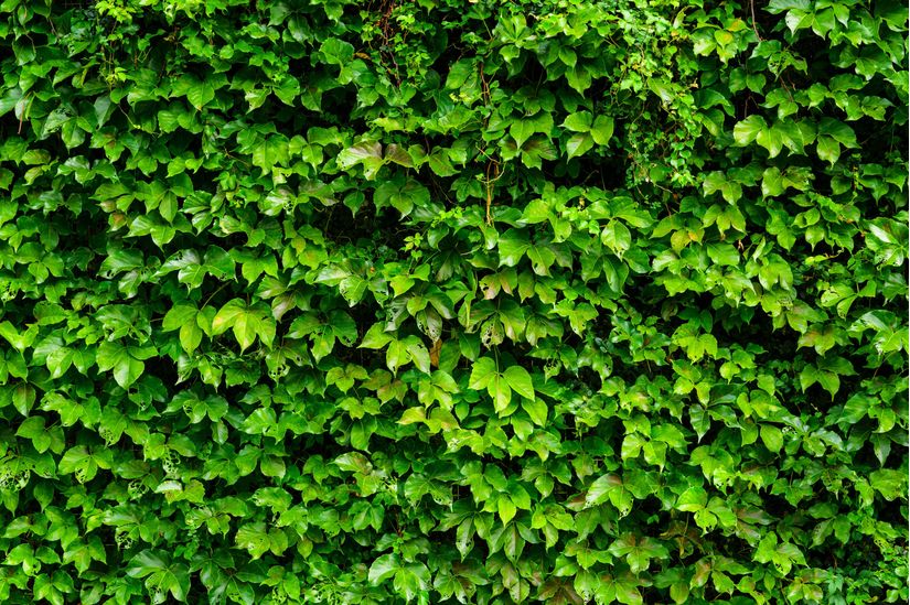 How To Grown And Care For Boston Ivy