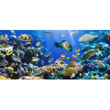 Plenty of Fish Wall Mural