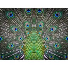 Peacock Tail Feathers Wall Mural