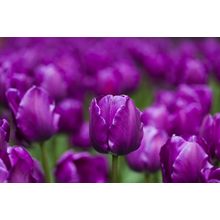 Purple Tulips Wall Mural