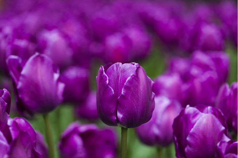 Purple Tulips Wall Mural - Murals Your Way