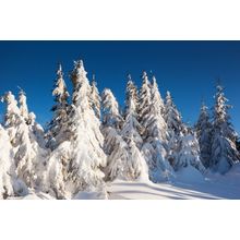 Snow Covered Trees In The Mountains Wall Mural