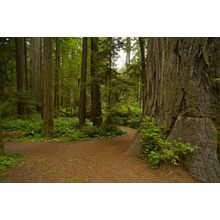 California Redwood Forest Landscape Wall Mural