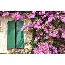 Flowers On The Facade Wall Mural