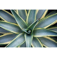 Agave Plant Wall Mural