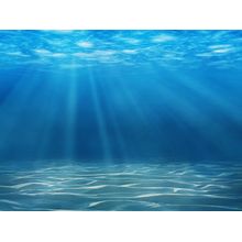 Tranquil Underwater Scene Wall Mural