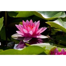 Large Open Water Lily Wall Mural