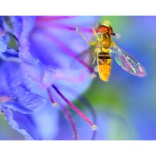 Hoverfly Wall Mural