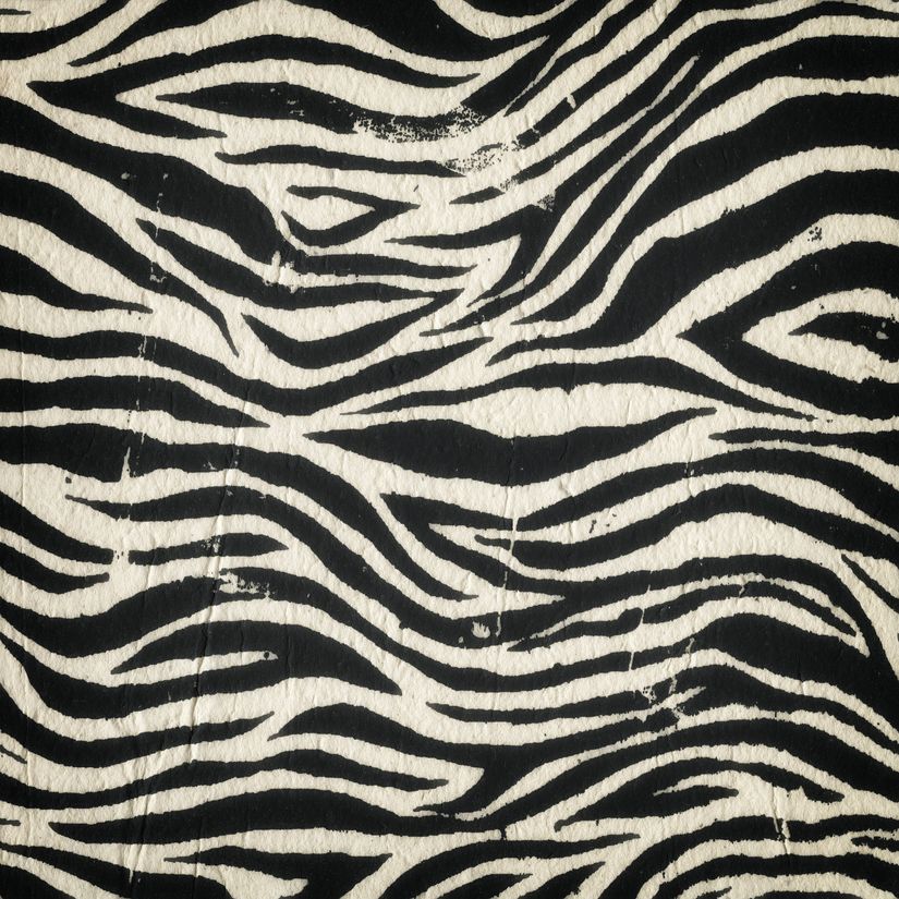 real zebra print wallpaper