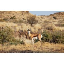 Antelope Wall Mural