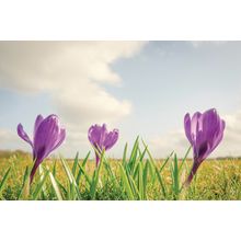 Purple Crocus Flowers On A Row Wall Mural