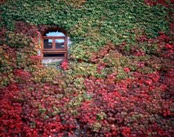 Vine-Covered-Walls-Wall-Mural