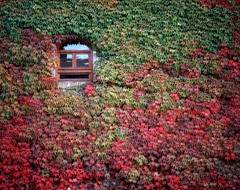 Vine-Covered-Walls-Wall-Mural
