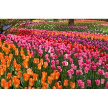 Tulips, Tulips, Tulips Wall Mural