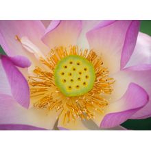 Blooming Lotus Wall Mural