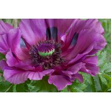 Patty's Plum Poppy Wall Mural