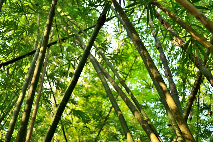 Bamboo-Glory-Mural-Wallpaper