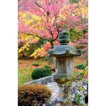 Autumn Japanese Garden Wall Mural