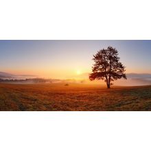 Lone Tree At Dawn Wall Mural
