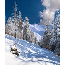 Beautiful Winter Landscape In The Mountains Wall Mural