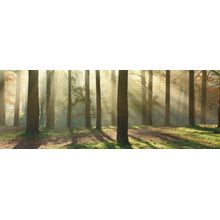 Forest Light Wall Mural