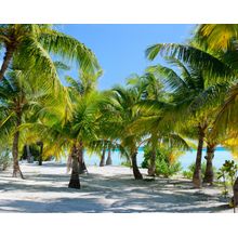 Bora Bora Island Palm Trees Wall Mural
