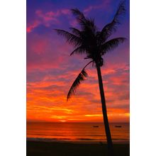 Brilliant Palm Tree Sunset Wall Mural