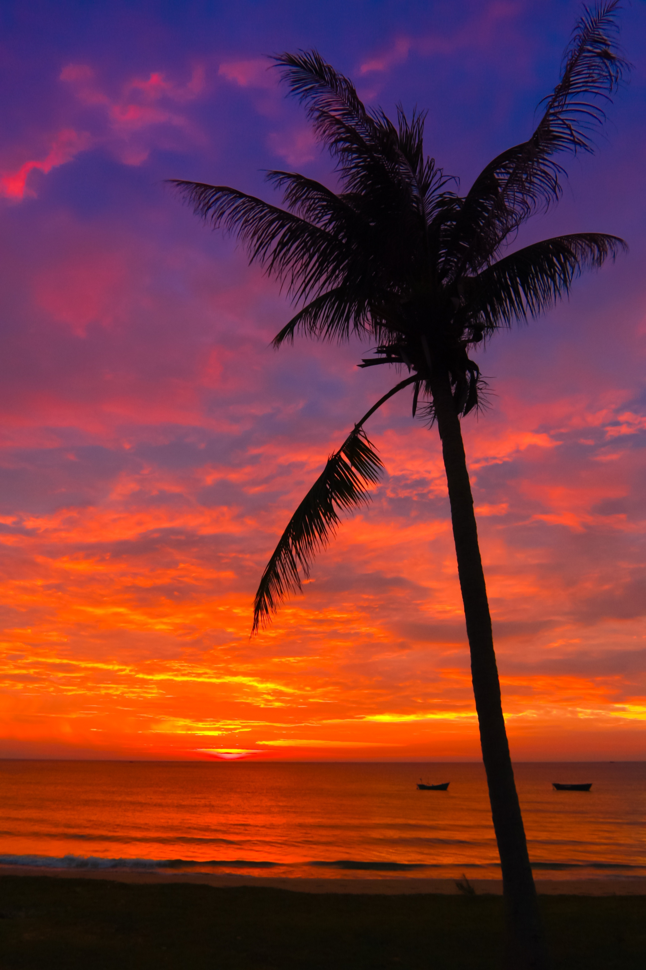 beautiful beach sunsets palm trees