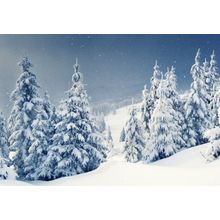 Snow Covered Pines Wallpaper Mural