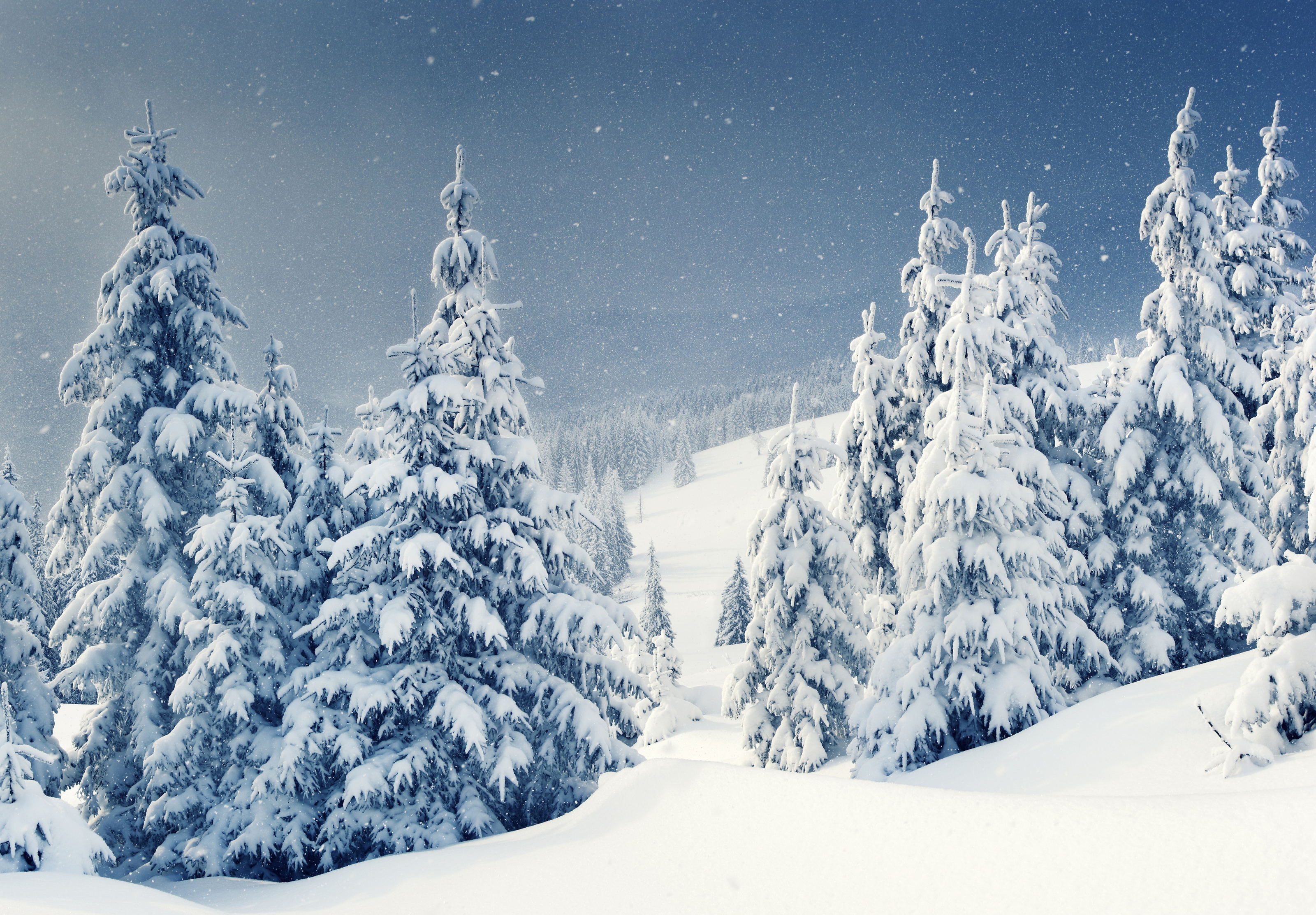 snowy christmas trees wallpaper