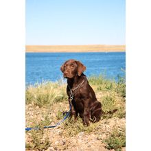 Female Chocolate Lab Wall Mural