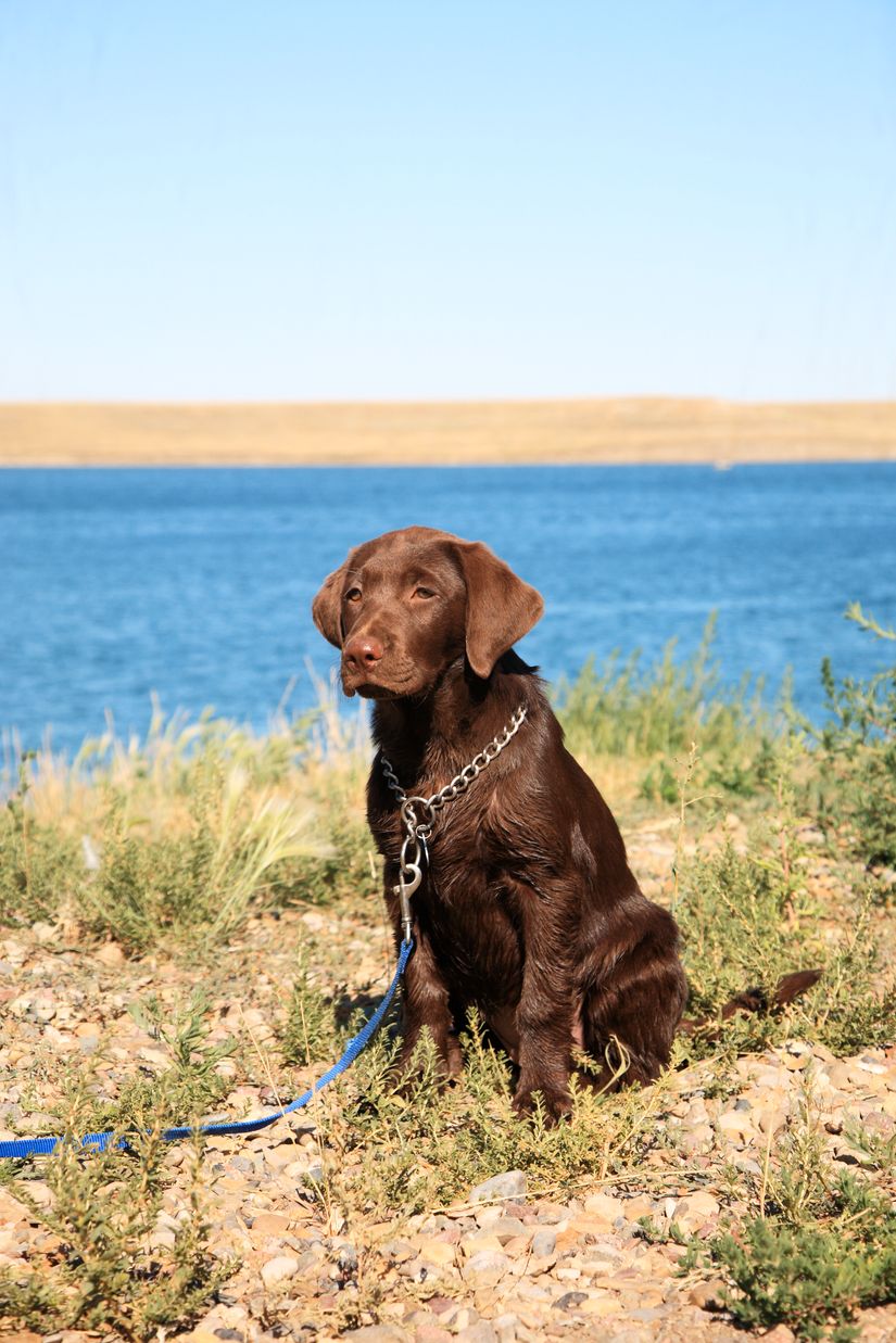 Female Chocolate Lab Wallpaper Mural