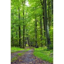 Dirt Path Forest Wall Mural