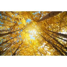 Upward View Of Fall Aspen Trees Wall Mural