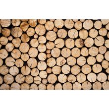 Pile of Wood Logs Ready For Winter Wall Mural
