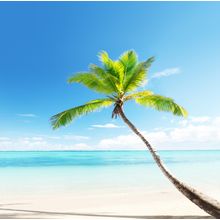 Caribbean Palm Wall Mural