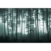 Foggy Forest Light Wall Mural