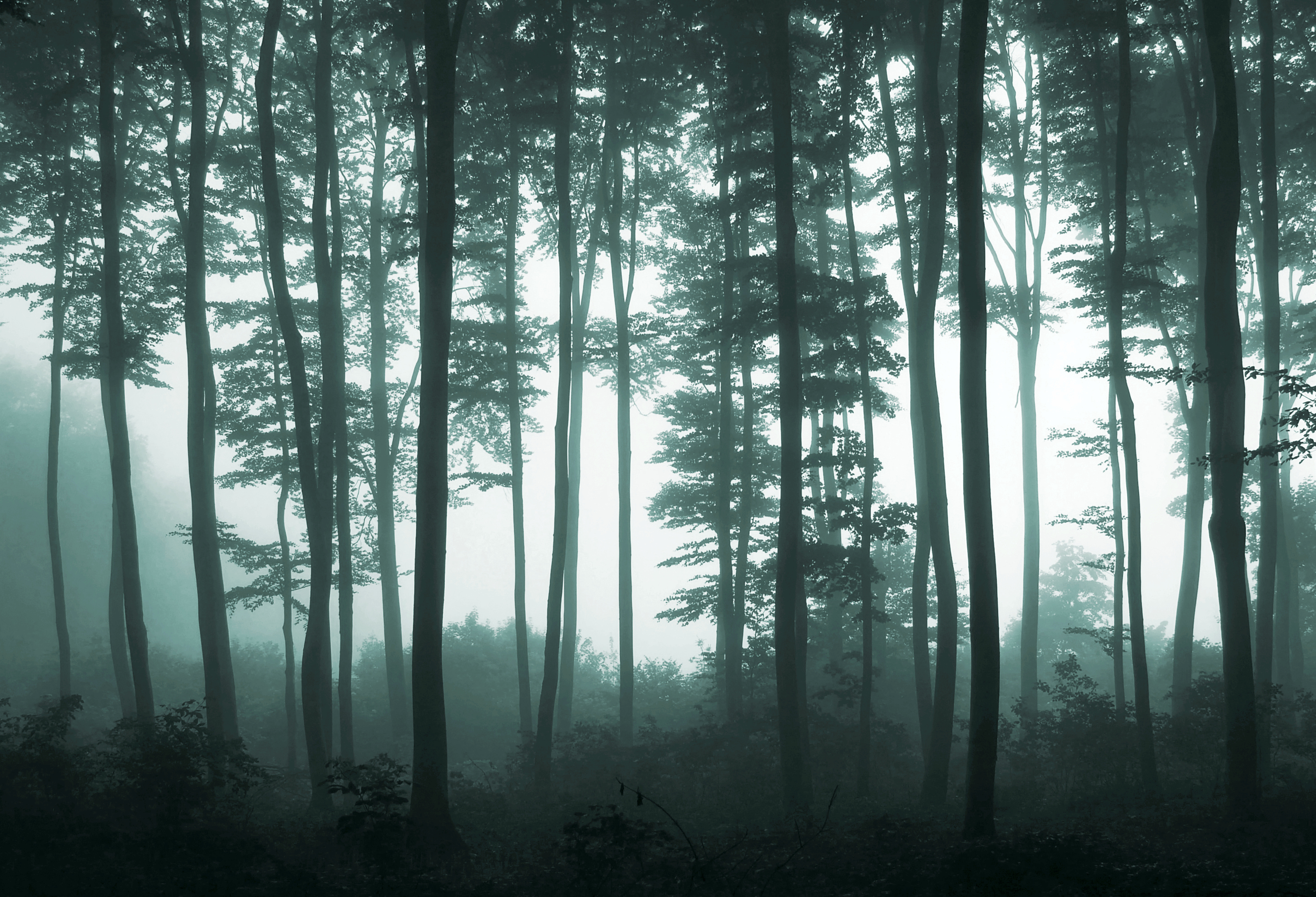 Misty Forest Wallpaper | Foggy Forest Wall Murals - Murals Your Way