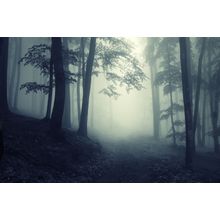 Into The Woods Wall Mural
