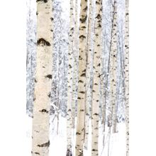 Winter Birch Trunks Wall Mural