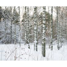 Trees In Snow Wall Mural