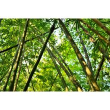 Bamboo Glory Wall Mural