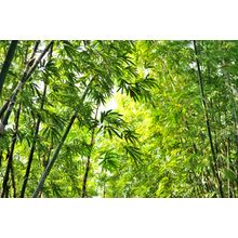 Glorious Bamboo Forest Wall Mural