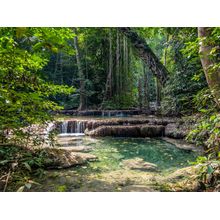 Rainforest Lianas Wall Mural