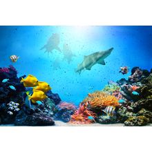Beautiful Reef Wall Mural